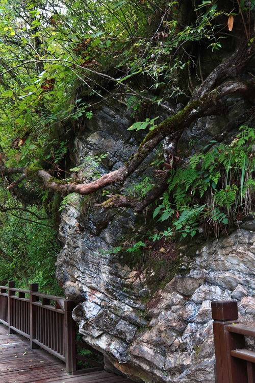 夢回甘南仙境，探秘官鵝溝——開啟一場說走就走的自然與文化之旅